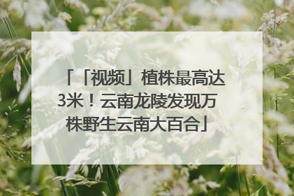 「视频」植株最高达3米！云南龙陵发现万株野生云南大百合
