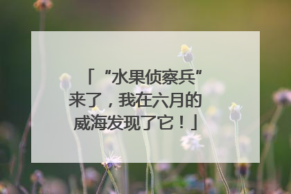 “水果侦察兵”来了，我在六月的威海发现了它！
