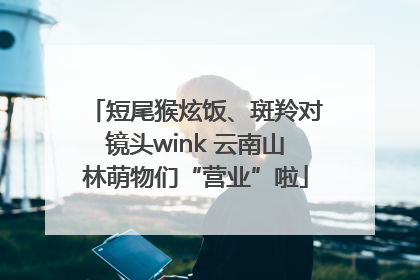 短尾猴炫饭、斑羚对镜头wink 云南山林萌物们“营业”啦