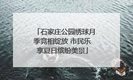 石家庄公园绣球月季竞相绽放 市民乐享夏日缤纷美景