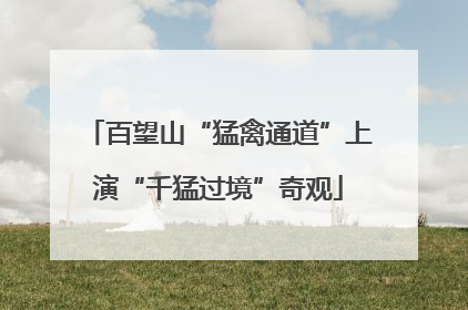 百望山“猛禽通道”上演“千猛过境”奇观