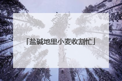盐碱地里小麦收割忙