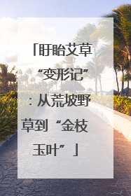 盱眙艾草“变形记”：从荒坡野草到“金枝玉叶”