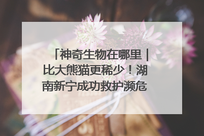 神奇生物在哪里｜比大熊猫更稀少！湖南新宁成功救护濒危鸟类海南鳽
