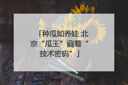 种瓜如养娃 北京“瓜王”藏着“技术密码”
