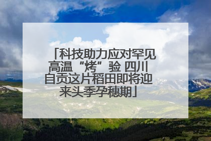 科技助力应对罕见高温“烤”验 四川自贡这片稻田即将迎来头季孕穗期