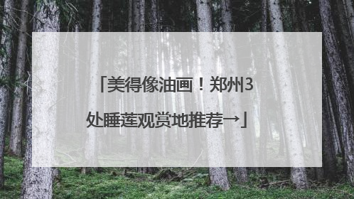 美得像油画！郑州3处睡莲观赏地推荐→