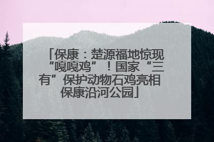 保康：楚源福地惊现“嘎嘎鸡”！国家“三有”保护动物石鸡亮相保康沿河公园