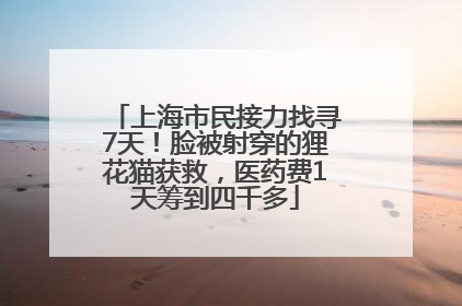 上海市民接力找寻7天！脸被射穿的狸花猫获救，医药费1天筹到四千多