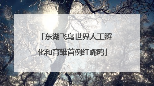 东湖飞鸟世界人工孵化和育雏首例红嘴鸥