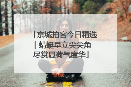 京城拍客今日精选｜蜻蜓早立尖尖角 尽赏夏荷气度华