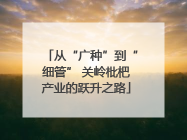 从“广种”到“细管” 关岭枇杷产业的跃升之路
