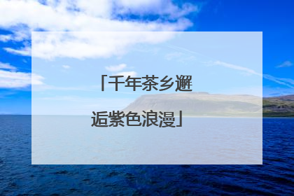千年茶乡邂逅紫色浪漫