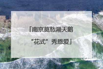 南京莫愁湖天鹅“花式”秀恩爱