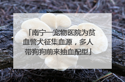 南宁一宠物医院为贫血警犬征集血源，多人带狗狗前来抽血配型