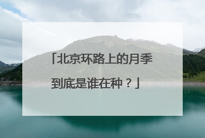北京环路上的月季到底是谁在种？