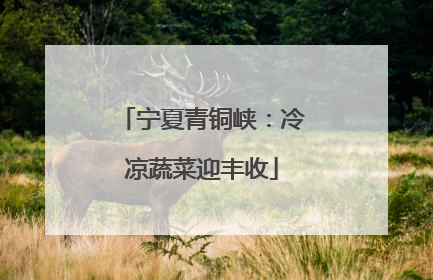 宁夏青铜峡：冷凉蔬菜迎丰收