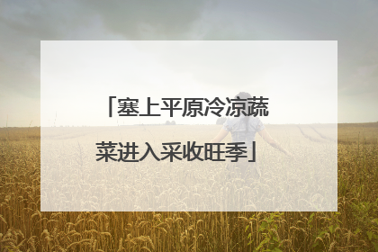 塞上平原冷凉蔬菜进入采收旺季