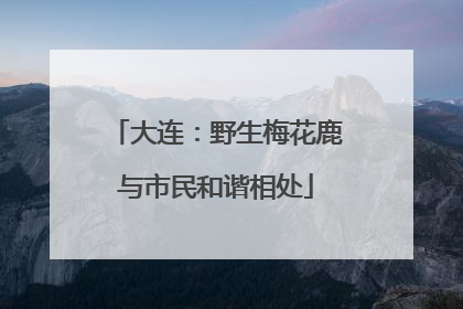 大连：野生梅花鹿与市民和谐相处