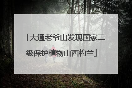 大通老爷山发现国家二级保护植物山西杓兰