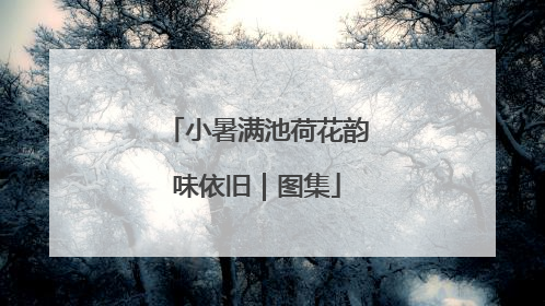 小暑满池荷花韵味依旧｜图集