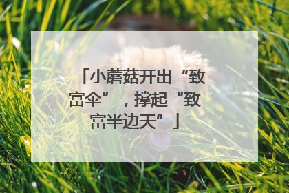 小蘑菇开出“致富伞”，撑起“致富半边天”
