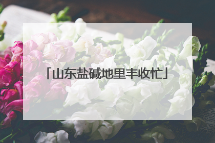 山东盐碱地里丰收忙