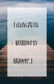 山东青岛：初夏时节插秧忙