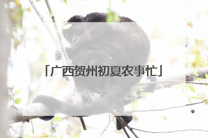 广西贺州初夏农事忙