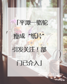 平潭一骆驼瘦成“纸片”引发关注！部门已介入