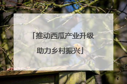 推动西瓜产业升级 助力乡村振兴