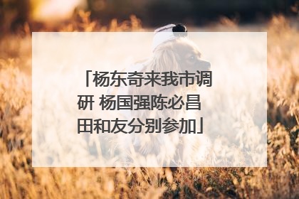 杨东奇来我市调研 杨国强陈必昌田和友分别参加
