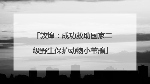 敦煌：成功救助国家二级野生保护动物小苇鳽