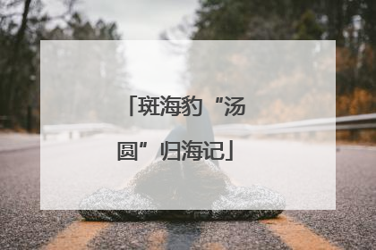 斑海豹“汤圆”归海记