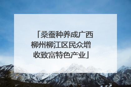 桑蚕种养成广西柳州柳江区民众增收致富特色产业
