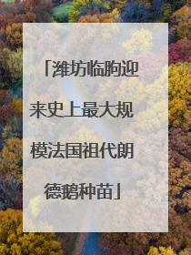 潍坊临朐迎来史上最大规模法国祖代朗德鹅种苗