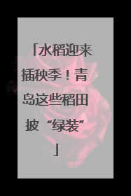 水稻迎来插秧季！青岛这些稻田披“绿装”
