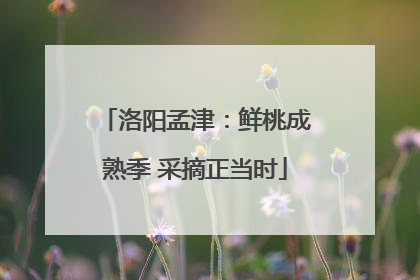 洛阳孟津：鲜桃成熟季 采摘正当时