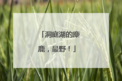 洞庭湖的麋鹿，最野！