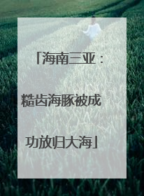 海南三亚：糙齿海豚被成功放归大海
