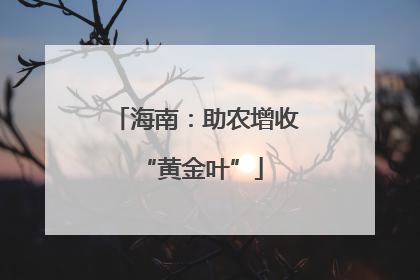 海南：助农增收 “黄金叶”