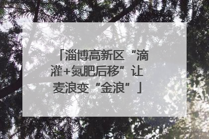 淄博高新区“滴灌+氮肥后移”让麦浪变“金浪”