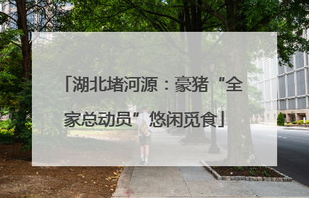 湖北堵河源：豪猪“全家总动员”悠闲觅食