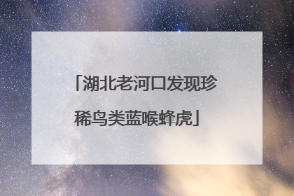 湖北老河口发现珍稀鸟类蓝喉蜂虎