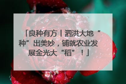 良种有方丨泗洪大地“种”出美妙，铺就农业发展金光大“稻”！