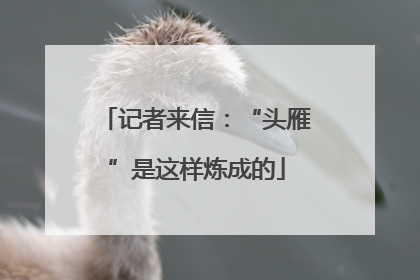 记者来信：“头雁”是这样炼成的