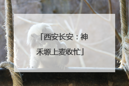 西安长安：神禾塬上麦收忙