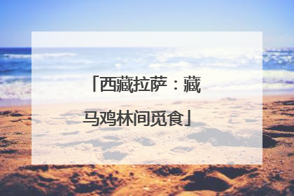 西藏拉萨：藏马鸡林间觅食