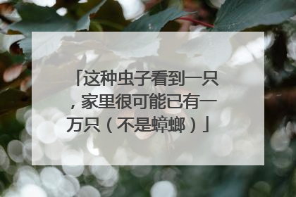 这种虫子看到一只，家里很可能已有一万只（不是蟑螂）