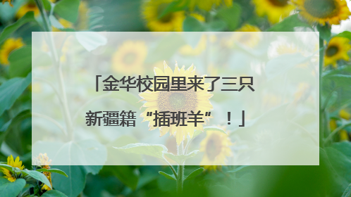 金华校园里来了三只新疆籍“插班羊”！